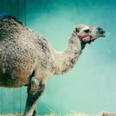 Fern Hendrix - @laidbackgiraffe - Twitter