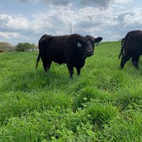 BowTiedCowpoke (@bowtiedcowpoke) 's Twitter Profile Photo