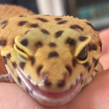 そばめし(sodule)さんのプロフィール画像