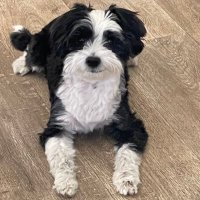 Mama Mia (@mmilne1mmilne) 's Twitter Profile