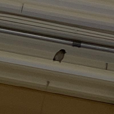 BelangerEl5496's profile picture. 