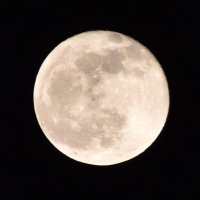 さきんとん (@os5s0pgmuwrxnfs) 's Twitter Profile