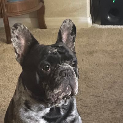 Fun loving Frenchie just looking for a snack🦴brother of Bartley and O’Banyon🦴I follow 4 leggers🦴available for stud DM🦴#frenchbulldog #dogsoftwitter