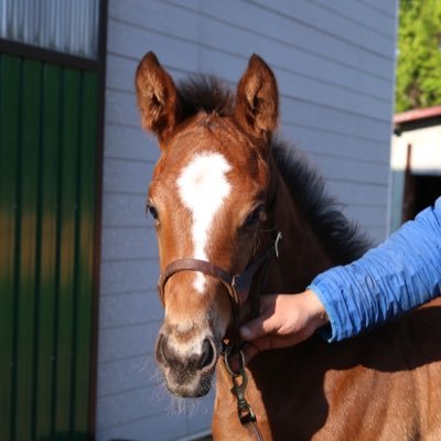 競馬が大好きで、馬券も一口馬主も乗馬も、何でもやります。競馬好きな方と繋がりたいので良かったらフォローお願いします！