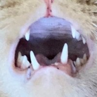 愚者 (@yumeno_fuchi) 's Twitter Profile
