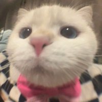 ROA (@sugarcaramel_s2) 's Twitter Profile Photo ROA (@sugarcaramel_s2) 's Twitter Profile Photo