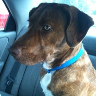 dog_named_Duke's profile picture. Easily the most interesting animal on twitter, besides the Miami Dolphins mascot and the gorilla that is Shaquille O'neal.