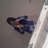 shoshos9's profile image