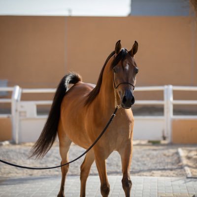 bisher82's profile picture. 