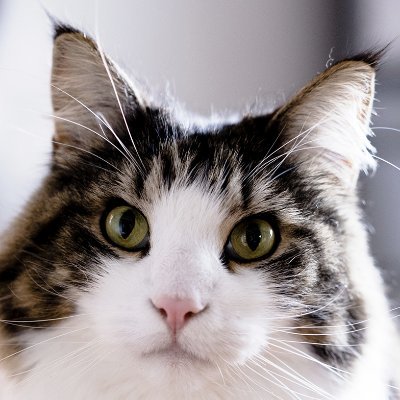 無言フォローで御免なさい。ここでは黒野を名乗っています。🐾アイコンは2023年7月5日に6歳11ヶ月で他界したノルウェージャンフォレストキャットのノエルです🐾