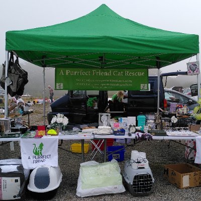 Cat and kitten related rescue, lost and found, fundraising in Lancashire.