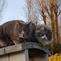 Chapi & Chapo (@chapietchapo) 's Twitter Profile Photo Chapi & Chapo (@chapietchapo) 's Twitter Profile Photo