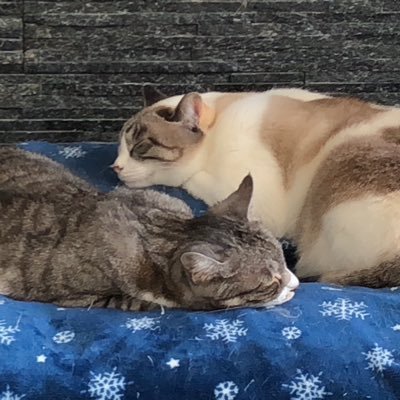 Prague_INX's profile picture. 保有はINX,Note.jasmy,AVAX  RWA応援📣✊BTCは現物積立 テキトーに呟いてます😆