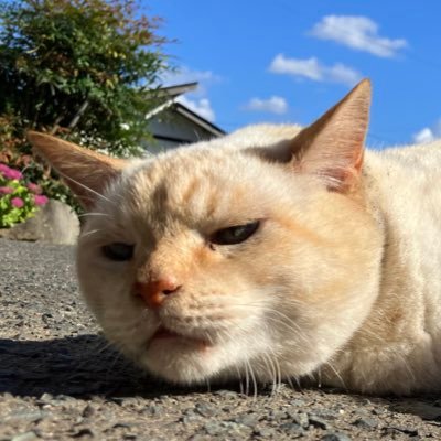 大月竃さんのプロフィール画像