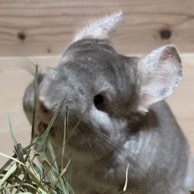 harnyaaaaan's profile picture. 無言フォローすみません🙏！
人材サービス業7年生📑
夫・チンチラ男子(いなり🐭)の3人家族☺️
ゆる推し→平田くん/あらなるめい/肉チョモ🫶
最推し→めいちゃん🐑♥
next▶▷▶Number0武道館(鼻毛のマーチ)