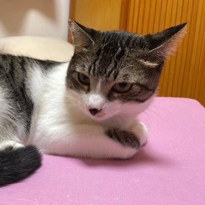 201YoshiYoshi's profile picture. お笑い