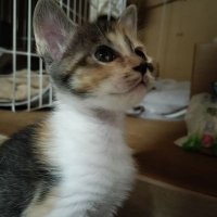 三毛猫のみけみ (@mikemi230831) 's Twitter Profile