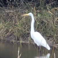 Coastal98 (@coastal850) 's Twitter Profile