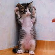 SCP_mononeko's profile picture. #東北です #友達探し #彼女探し  #美男美女 絡みたい #裏垢 最近悲しい別れを経験した。お互い楽しく気持ちよく会いたい