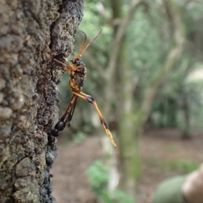 ぶらつく会社に在籍。出張を利用し日本各地で虫を採ってます。春から秋はカミキリ。冬はオオクワ、Platycerus、マイマイ、アオゴミグループあたりを採集。各地のセダカコブヤハズを集めるのが趣味。ただのオニホソコバネ基地外。座右の銘は要り用です。