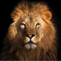James Johnson (@jamesbe18838447) 's Twitter Profile