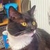 Thumbs The Gloucester Antiques Centre Cat (@thumbsdekat) Twitter profile photo Thumbs The Gloucester Antiques Centre Cat (@thumbsdekat) Twitter profile photo
