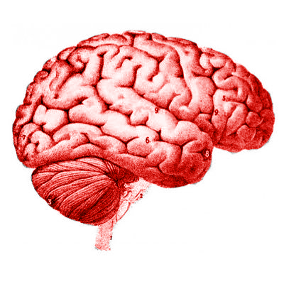 Notes and Clinical Pearls gathered while reading articles and books covering Vascular Neurology, Neuroanatomy, and Neurointervention • Fellow run