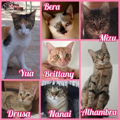 Perfil destinado a difundir gatos en adopción, la gran mayoría rescatados de la calle en malas condiciones. Adopta, no compres.