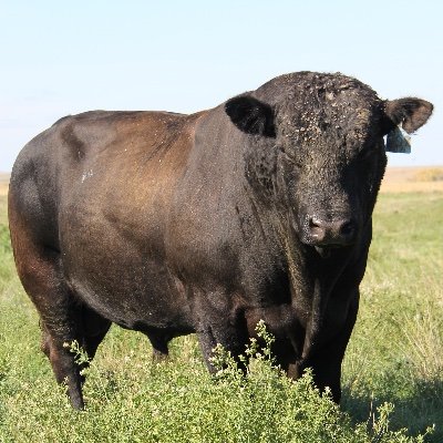 Rugged 2-Yr Old Breeding Bulls for Grass Farmers, Developed Slowly, Genetically Designed for Improving your Cowherd.