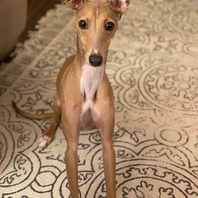 Wilburgreyhound Profile Picture