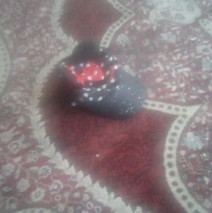 Darshan210488's profile picture. vasudev kutumbhkam