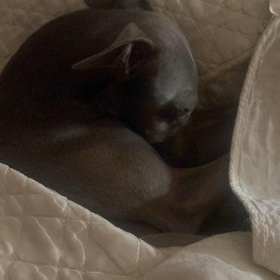 Valentinacarton's profile picture. 