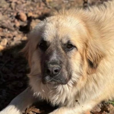 NoBooleanBro's profile picture. 