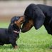Dachshund Lovers (@dachshundl40460) Twitter profile photo Dachshund Lovers (@dachshundl40460) Twitter profile photo