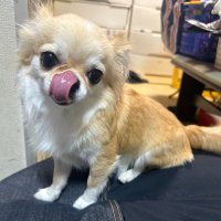 みんなのアイドルあめにー (@rdpo_r) 's Twitter Profile Photo