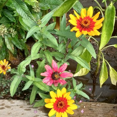 rjicha's profile picture. 