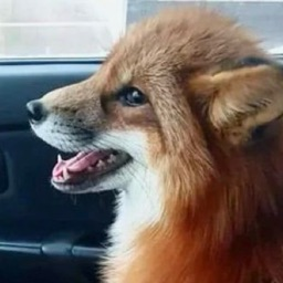 kitsunemilia's profile picture. 