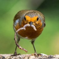 v*ndy bird & bug club (@vubirdsandbugs) 's Twitter Profile