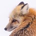 Quinton Fox (@QuintonTheFox) Twitter profile photo