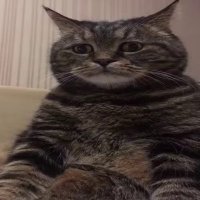 RealFakeAccount (@realfakeaccou12) 's Twitter Profile