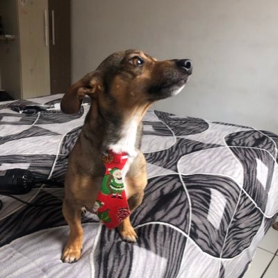 bela_anunciacao's profile picture. Águia🥰