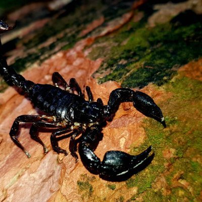 PantherOnatopp's profile picture. Killer Bio