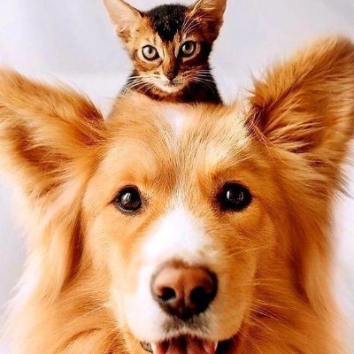 Dedicated to PET LOVERS! ( Cats and Dogs )