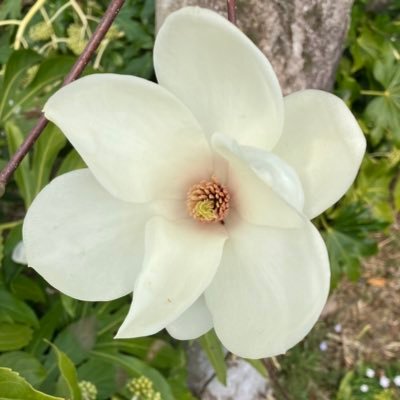 MS9YUxJYkJXW2VB's profile picture. 日本の歴史や古いものが好きです。まだまだ勉強中。日本の企業を応援。できるだけ「日本製」を購入したい