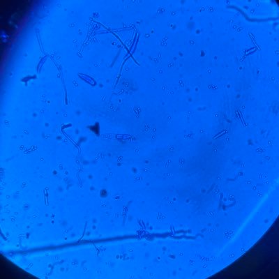 Microbiology @_KSU | MNGHA | Research 🧬🧫