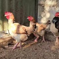 dedawes768 (@dedawes768) 's Twitter Profile