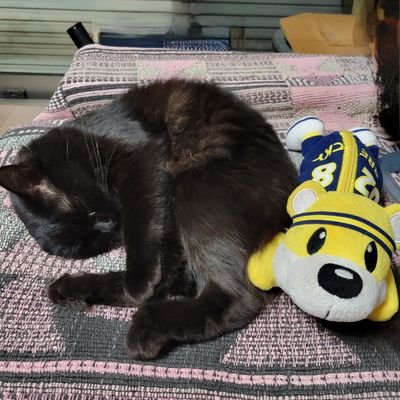 宇都宮BREXが好き♥
白柴犬の桃タローと黒猫のクロちゃんのママです。(偶然ももクロになってます！)