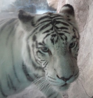 Lohrwren's profile picture. Wool makes me itch!