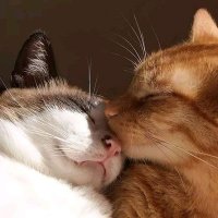 mominmughal (@mominmugha47923) 's Twitter Profile