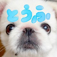 とうふくん(@toufukun_pe) 's Twitter Profile Photo